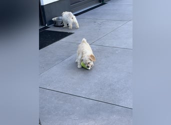 Maltipoo - Welpen - Rüden und Hündin