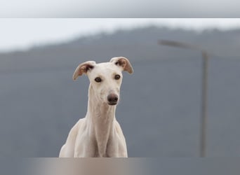 ❤️ BLANCA ❤️
