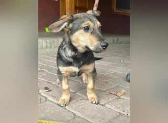 Lucy, geboren 10.12.2024, 31cm sucht ihre Menschen
