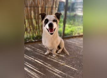 Mikey, geboren 30.03.2023, 29cm sucht sein Körbchen