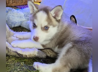 Zauberhafte Pomsky Welpen in echter Minihusky-Optik