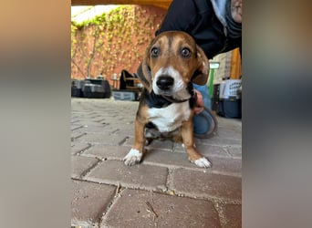Nelly, geboren 25.12.2024, 29cm sucht ihre Menschen