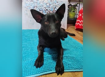 KIRA❤️sanftes, verschmustes Sonnenscheinchen sucht Liebe & Geborgenheit