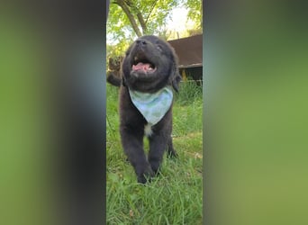 Auszug..Aussiedor F1 Familien und Therapiehund Labrador x Australien Shepherd