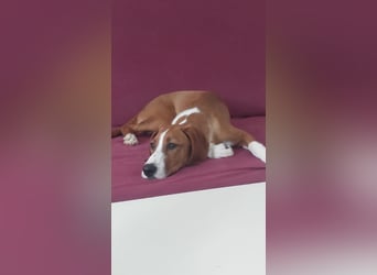 Valentina – Lebensfreude auf vier Pfoten sucht aktives Zuhause