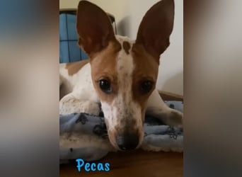 Pecas 05/2022 (in Deutschland) - verspielter, kleiner Bodeguero-Mix!