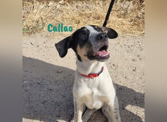 Callao 01/2022 (ESP) - super sympathischer, geselliger, verträglicher und verspielter junger Rüde!