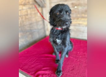 liebenswerte LUNA - 1 Jahr, 40cm/9kg - Schnauzer-Mix