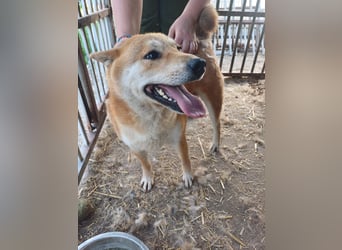 Nyomda PP – Sanfte Shiba Inu-Hündin auf der Suche nach Geduld und Fürsorge