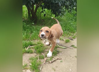Junghündin TILLY sucht ihr Für-immer-Zuhause
