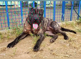 SID ❤️ verspielter Hundejunge mit großem Herz