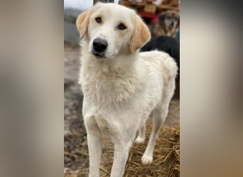 Nami, geb. ca. 12/2019, lebt in GRIECHENLAND, im städt. Tierheim Serres