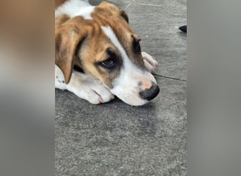 BRUNO - verspielter Bub sucht aktive Familie