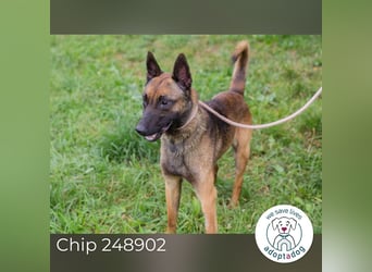 Chip 248902: Sucht ein Zuhause