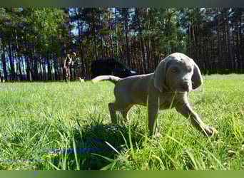 zuckersüße Weimaranerwelpen