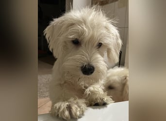 Weiße Zwergschnauzer Welpen nicht haarend reinrassig