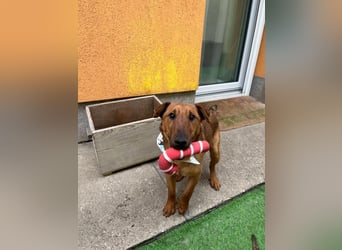 Ernie, verspielter und sehr lieber Irish Terrier-Mix, geb. 08/2024