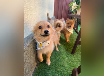 Charlie SR - Kuschelspitz mit großem Nachholbedarf