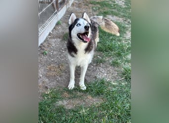 Husky Zeus