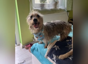 Bert, sehr lieber und neugieriger Mischling, geb. 06/2024