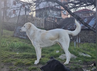 Lucy – Treue Seele mit großem Herz sucht ihr Zuhause!