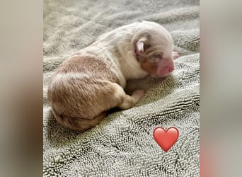 Mini/Miniature Australian Shepherd Welpen mit Papiere