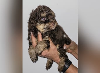 ZWERGPUDEL / TOY 2 männlich braun tan 1 schwarzes Mädchen 1 black tan Mädchen
