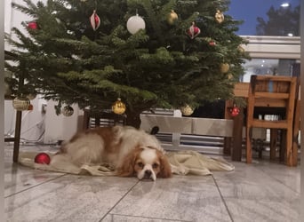 Leon verliert sein Zuhause