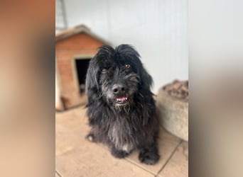 Tobi, altes Hundeherz möchte gern noch einmal ankommen dürfen