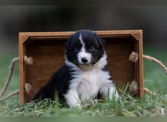 Australian Shepherd Welpen mit ASCA Papieren