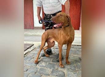 Carlos, geboren 08.01.2021, 69cm sucht aktives Zuhause