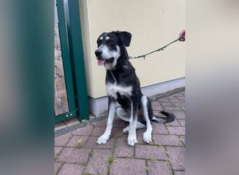 Raio sucht seinen Hof
