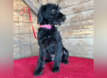 (R) ❤️ süße kleine MONTI - 6 Monate, 35cm/6kg - Schnauzer-Mix