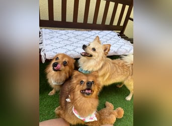 Karlo SR – kleiner Sonnenschein sucht liebevolle Familie