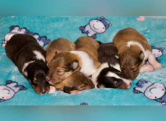 Wundervolle Collie-Welpen suchen ein liebevolles Zuhause