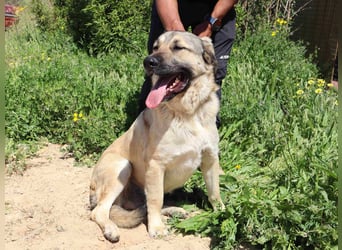 Lovis, Mix Labrador / Rafeiro Alentejano