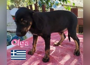 Olga, 01/25 - süßes Schlappöhrchen sucht Familie,bereits auf PS in 40723 Hilden