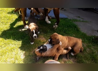 Kräftige BoxerWelpen (barfen + Natur Ernährung)