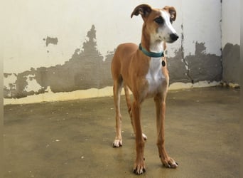 Dali 07/2024 (in Deutschland) - verspielter und neugieriger, wunderschöner junger Galgo!