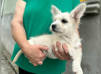 Snoopy, geboren 01.05.2025, 23cm sucht sein Körbchen