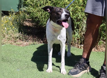 Nikita, Mix Labrador / Boxer, lieb und sozial