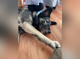 ♥ALITA♥ Pflegestelle dringend gesucht - wunderschöne, aufgeschlossene Herdenschutz-Mix-Hündin 59 cm
