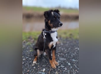 ⭐️NIKI⭐️, Rüde, 1 Jahr, 48 cm, Mischling, Tierschutz