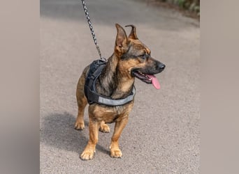 PICUR - ein junger Hundebub voller Lebensfreude!