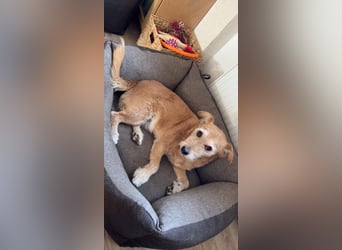 ZARA ❤️ ein süßer Schatz, Pflegefamilie Elsdorf