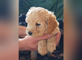 Wunderschöne Maltipoo Welpen