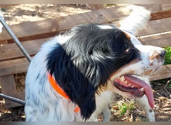 Milo - freundlicher Setter sucht sein Für-immer-Zuhause