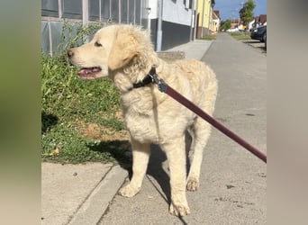 Nino ein Goldschatz