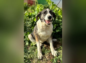 Lola - möchte endlich vertrauen