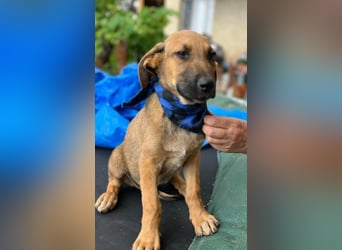 KOREL - bezauberndes Hundekind auf Familiensuche!